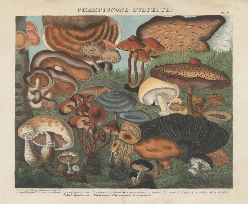 An illustration of suspicious mushrooms