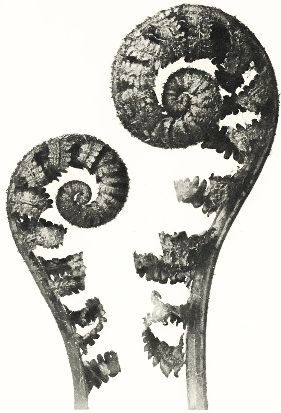 Two ferns depicted in black and white