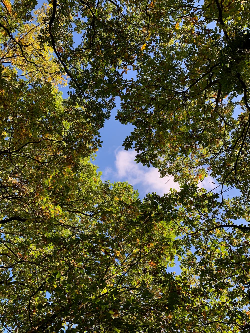 Autumn trees from below that form a hole with the sky in it