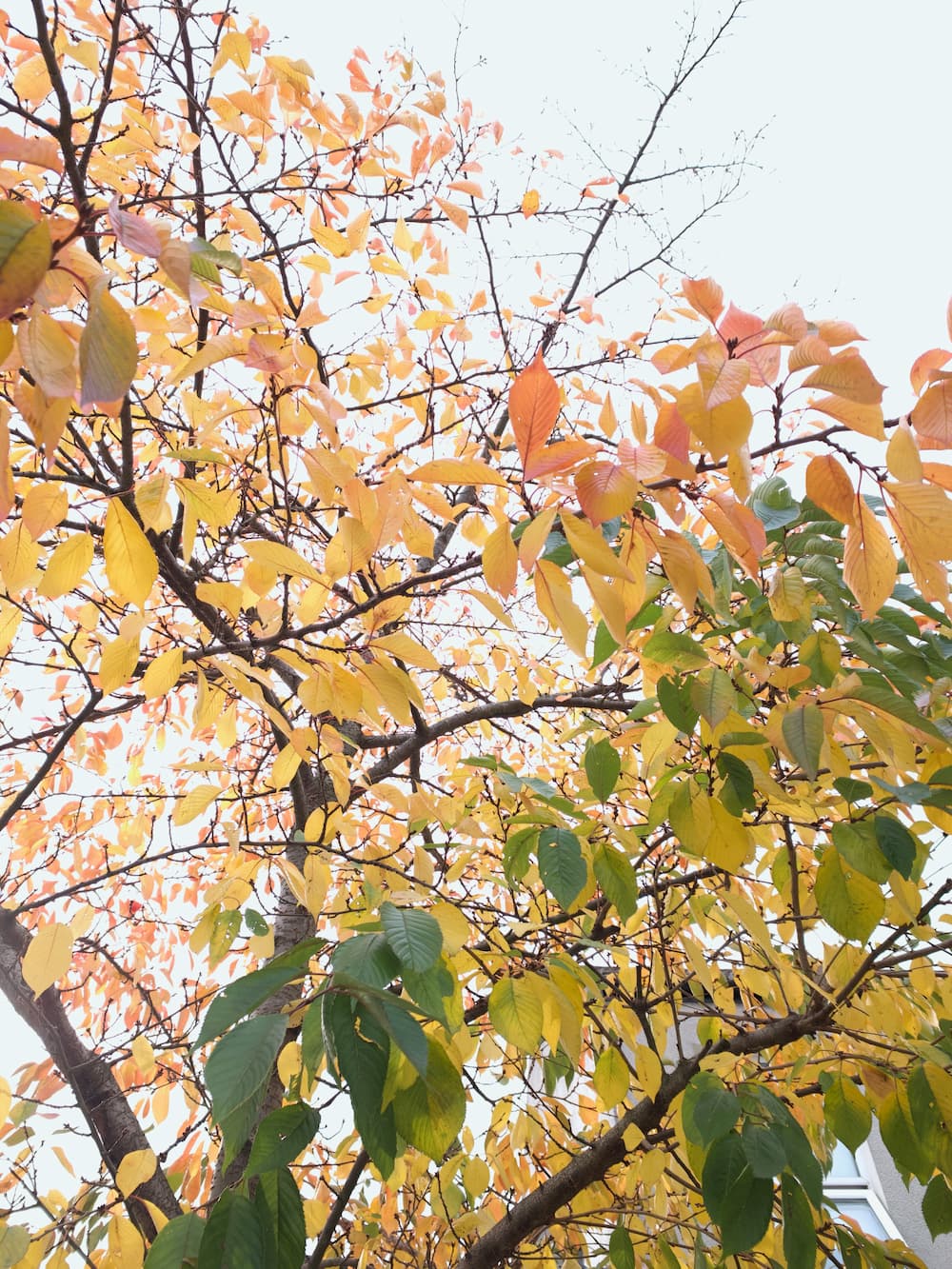 Red and yellow leaves up close