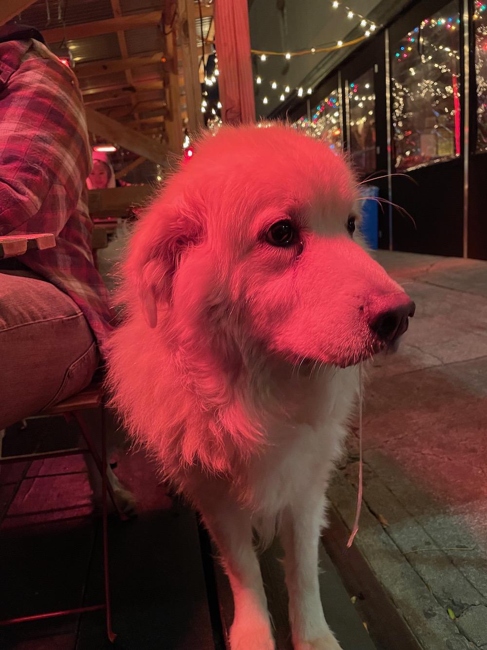 A big white dog drooling