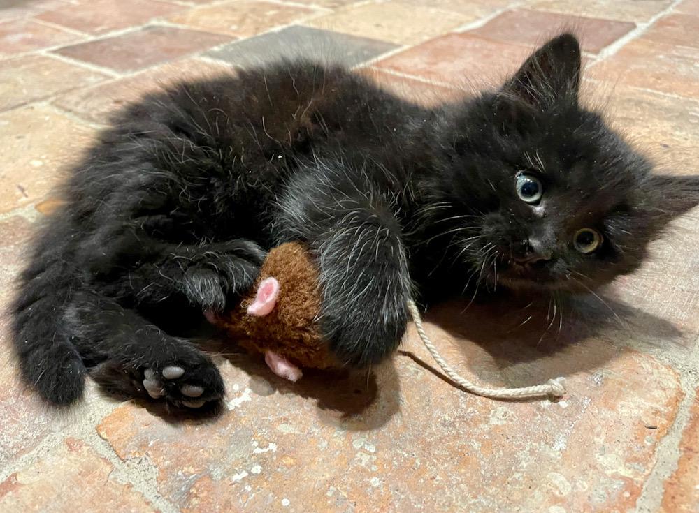 A black kitten