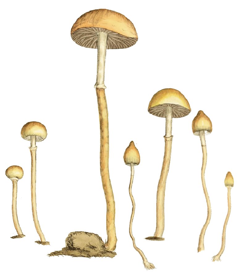 A watercolor illustration of mushrooms
