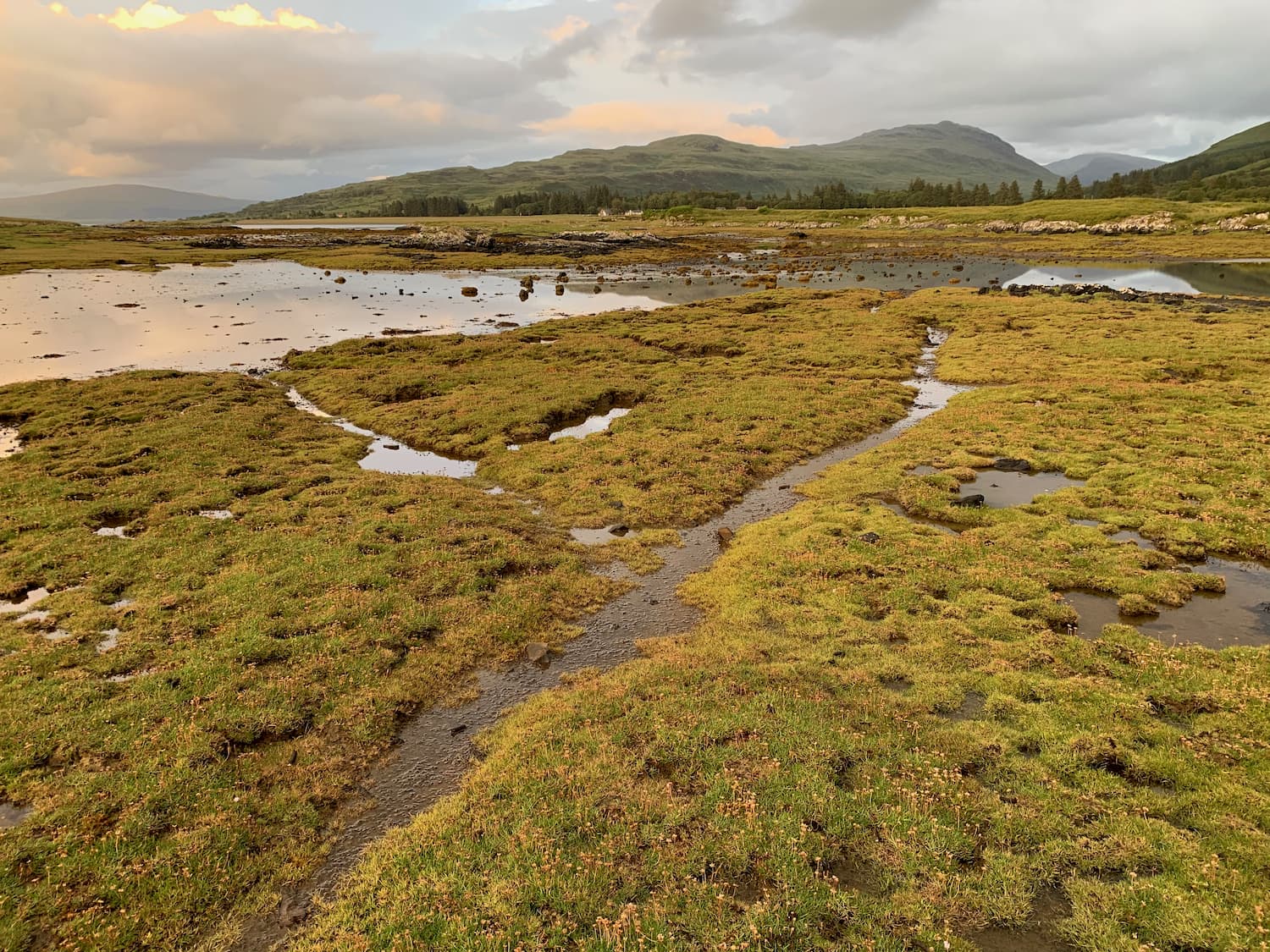 Rivulets cut up boggy and verdant ground at dusk