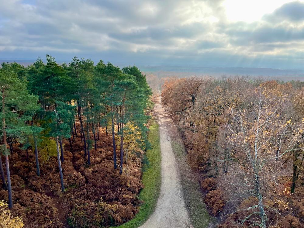 Green, golden, and yellow tree canopies split in half by a single track road