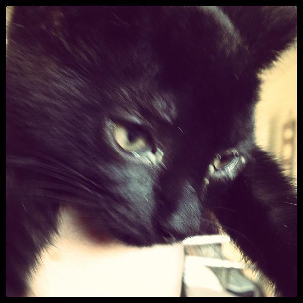 Poke, bite, bite, purr. Play?