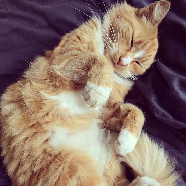 For all the Bella fans out there.