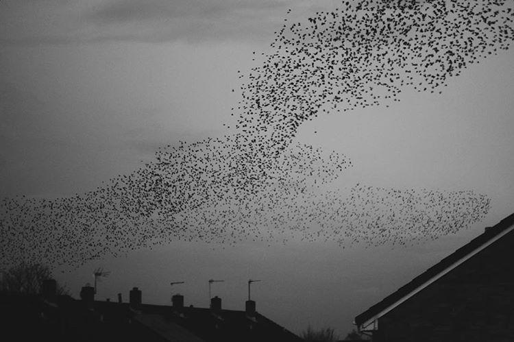 Murmurations.