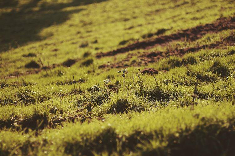 Dawn. Everybody is ill in this house, and not in a good way. I can hear muffled coughing from every corner.