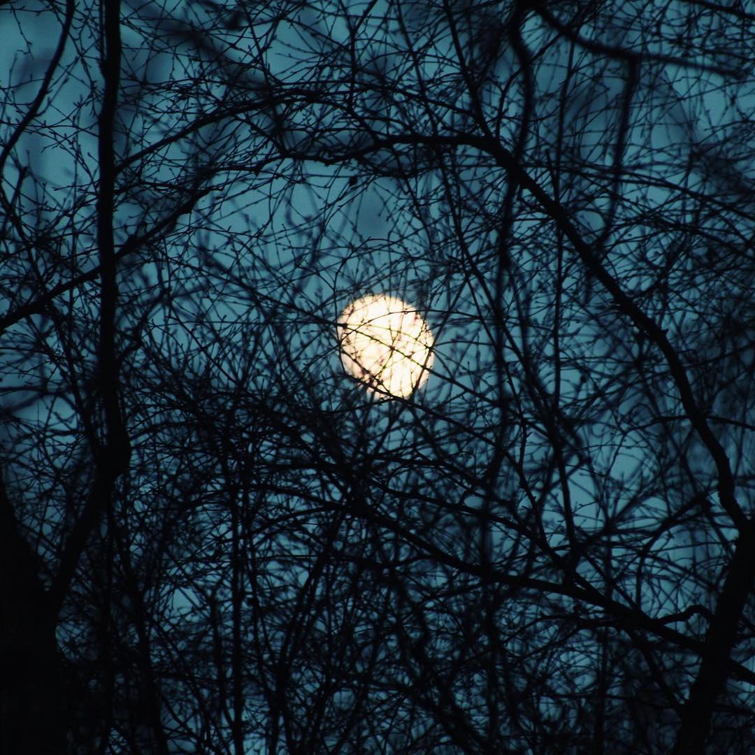 The Revenant is the best film of this Oscar year in my opinion. It's totally brutal, gorgeous, and manages to be gripping and tense throughout.