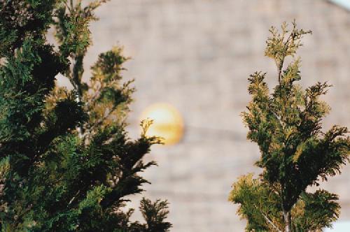 The omnipresent pine trees, brickwork, and burglar alarms in suburbia. 🌲🌲