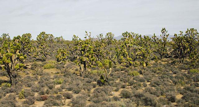 Joshua Trees