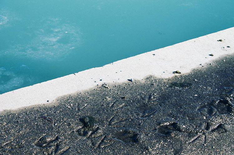 Michigan shore birds