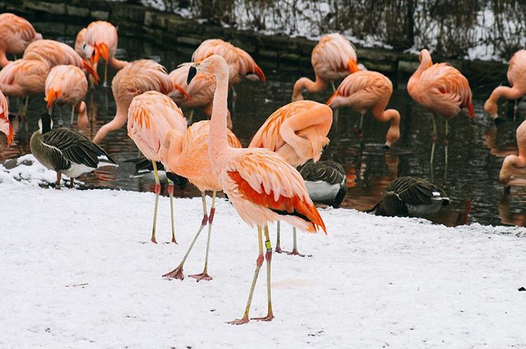 If you look closely, you will notice that not all the animals pictured here are ducks.