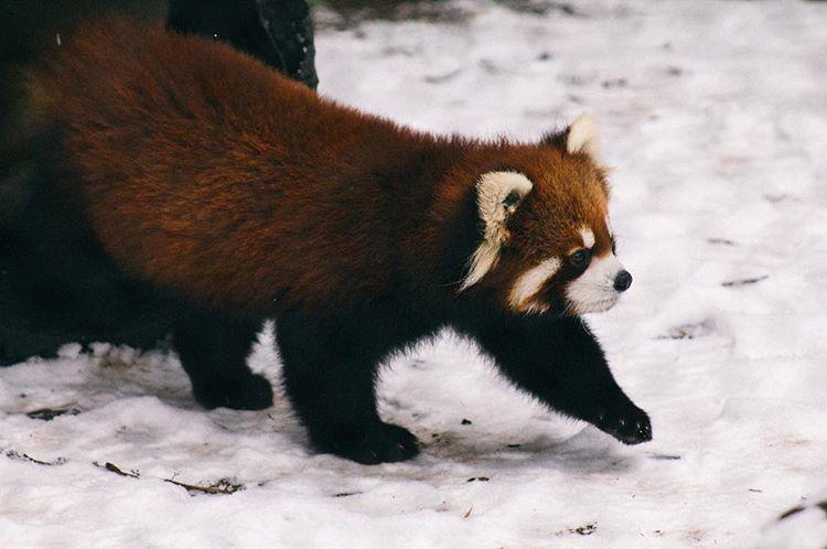 And the award for the cutest little motherfucker in the universe goes to...