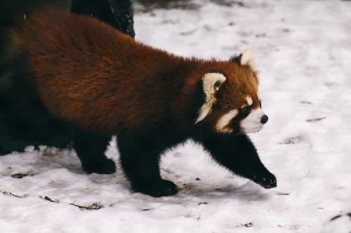 And the award for the cutest little motherfucker in the universe goes to...