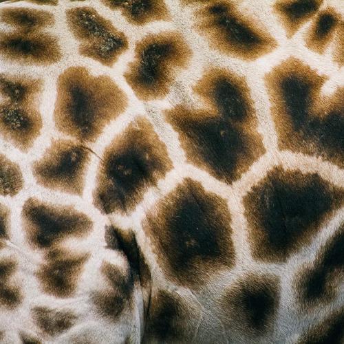 Giraffe hide (still attached)