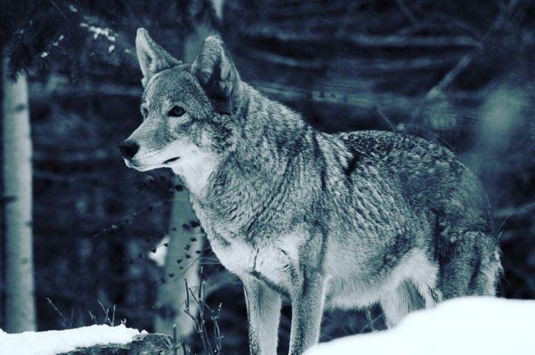 Niagra Falls is well tacky. You know what isn't? This grey wolf. He's tasteful af. 🐶 @lincolnparkzoo