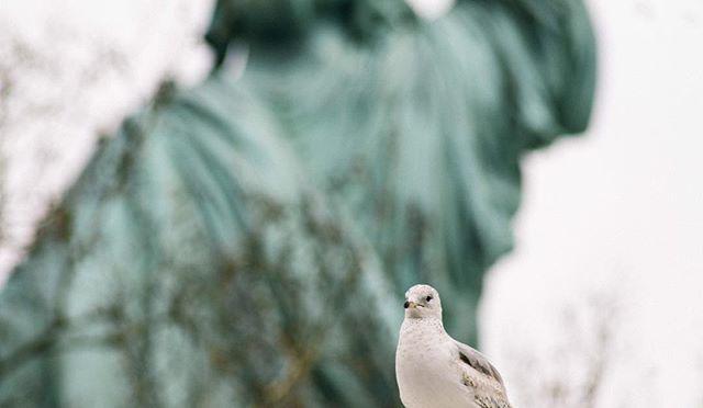 Lenny Gull contemplates the arrival of his parents in the United Stares from their ancestral home across the Atlantic Ocean. The Statue of Liberty looms in the background.  Political upheaval in the late 80s caused many gulls to leave the nest of their ancestral lands across the North Atlantic. Their flight has led to a distinct and large population of immigrant gulls in the US, that has contributed enormously to American culture over recent decades.  Prominent gulls such as Henry Gull-Fitzrovia were taken under the wing of New York aristocracy and made a name of their own at the top of the pecking orders of the art and political worlds.