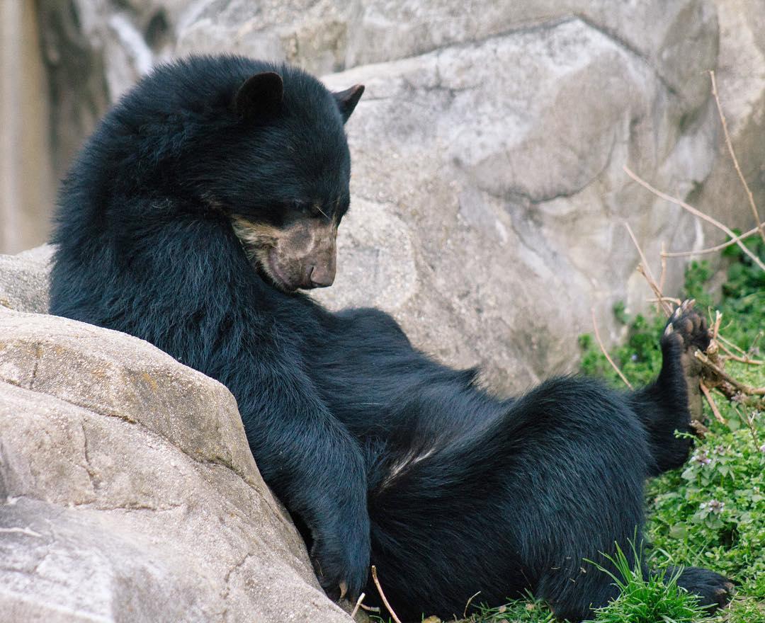 🐻 Adolescent Andean Bear 🐻