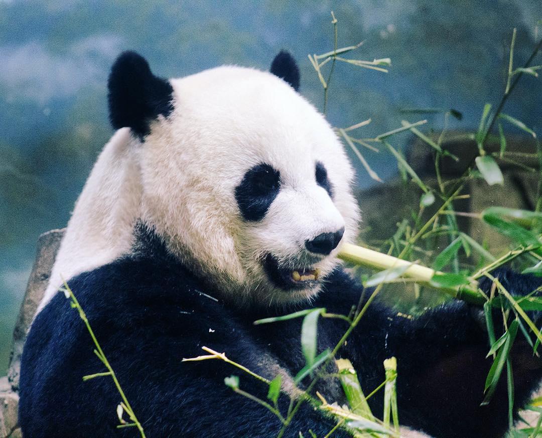 Champin' On That 'BOO, SON 🐼