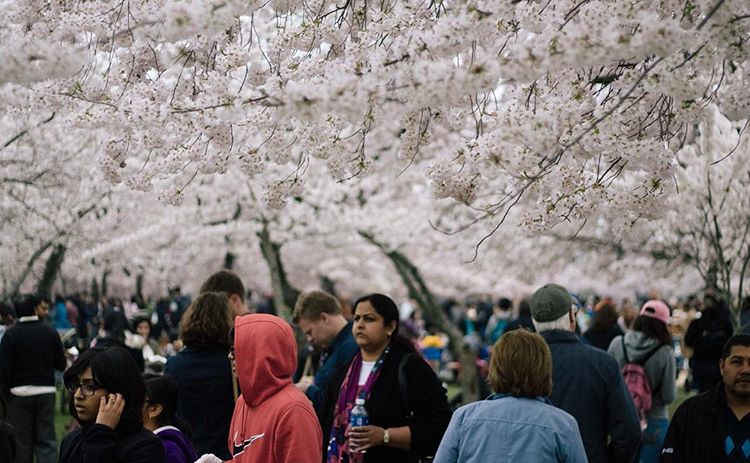 Cherry Blossom Festival 🌸