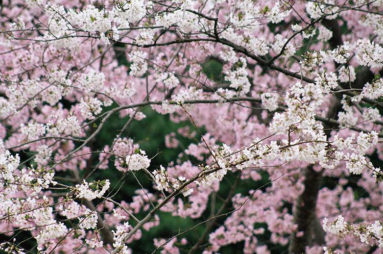 Sorry for all the photos of blossom. It's bloody everywhere here. 🌸