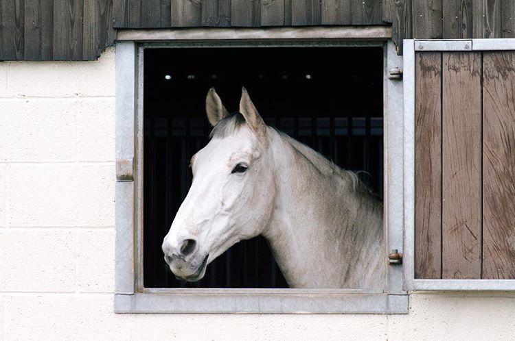A Fabulous Hoss 🦄