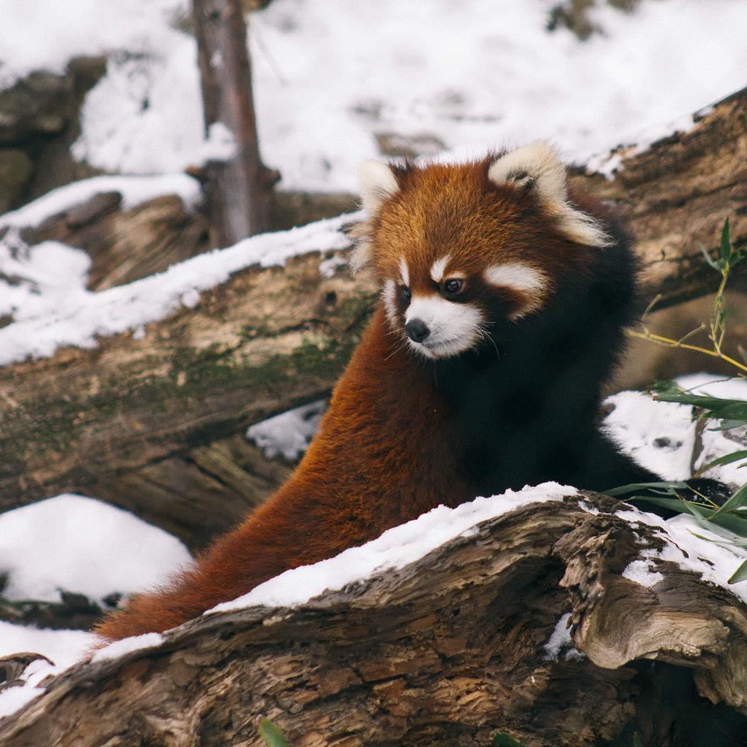 It is well cold and I am not this fluffy.