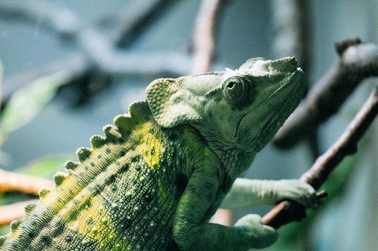 No I don't want to 🐸