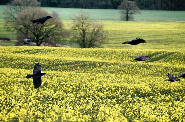 Look it's Game of Thrones 🗡