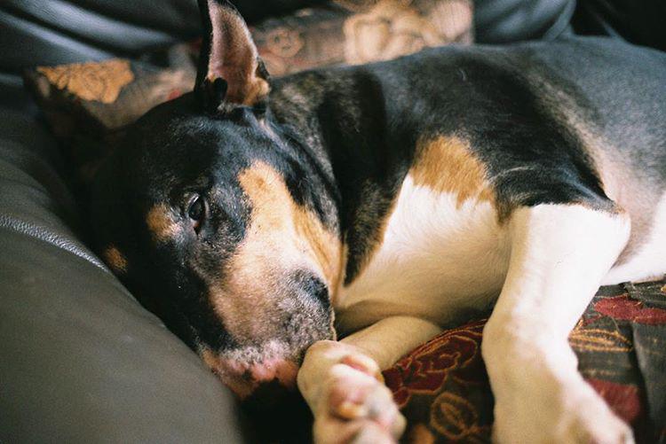 The oldest dog in the world