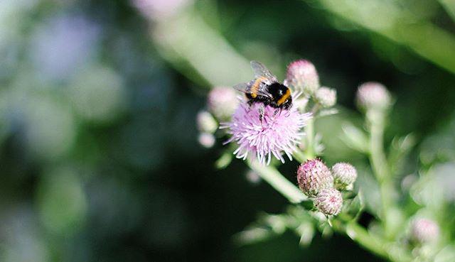 😓 It's hot, B 🐝