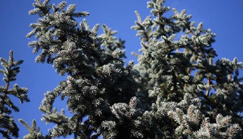 🌲plants from space 🍄