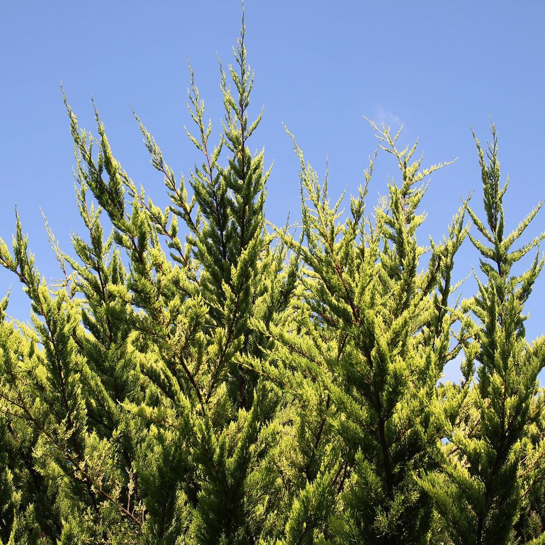 morning. hyperreal sunshine. 🌲