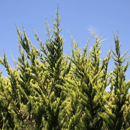 morning. hyperreal sunshine. 🌲