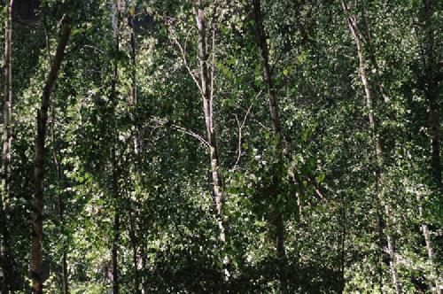 morning. fake sun in a fake forest. 🌲