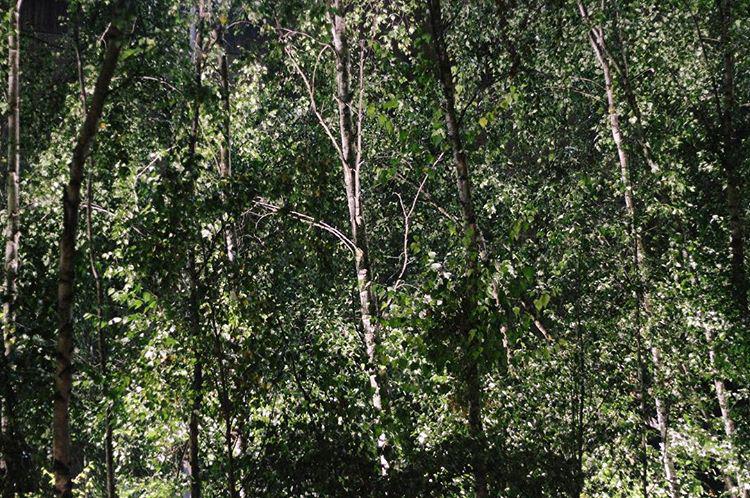 morning. fake sun in a fake forest. 🌲