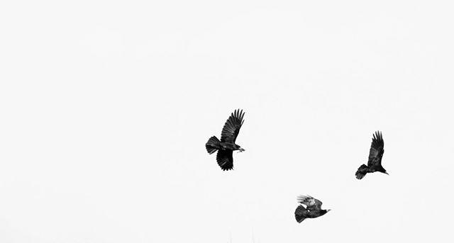 morning. a murder in black and white.