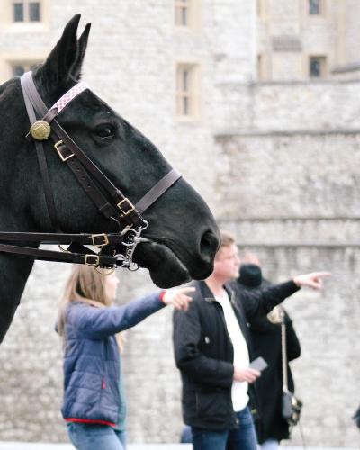 morning. mr hoss goes sightseeing.