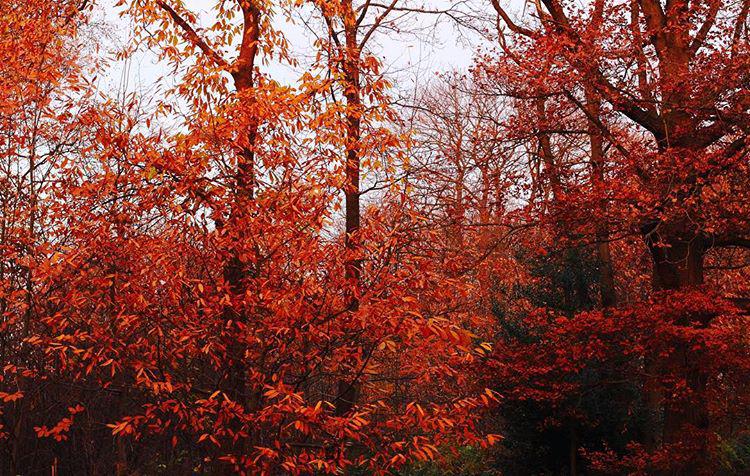 afternoon. leafy rustrickets 🍁