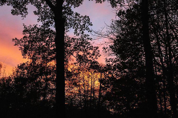 morning. sky in the ice swamp. 🌿