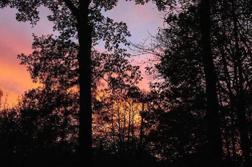 morning. sky in the ice swamp. 🌿