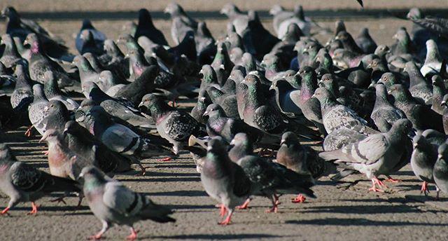 25.2 - delayed train, flock of commuters