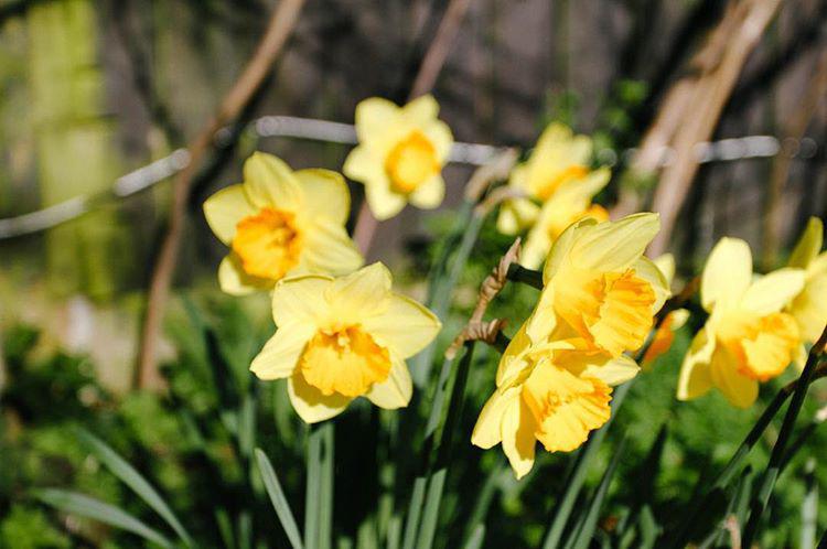 65.0 - springin 🌼