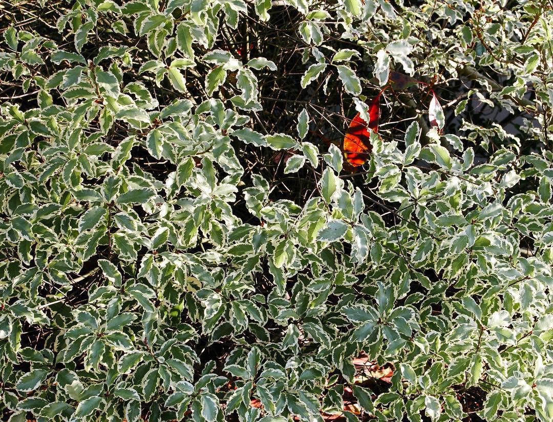 70.2 - variance is messy