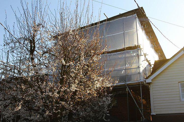 71.1 - glarey blossom