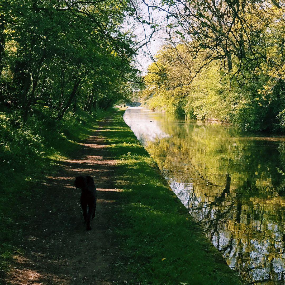 114.1 - good dog, good boy 🐶