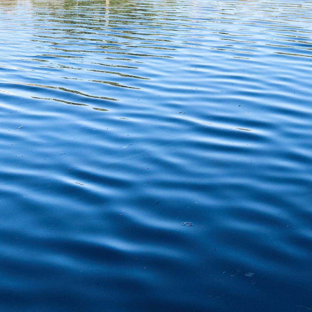 114.1 - good dog, good boy 🐶