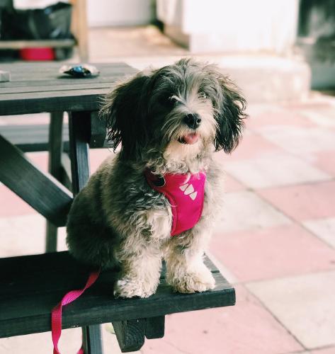 148.1 - welsh dragon